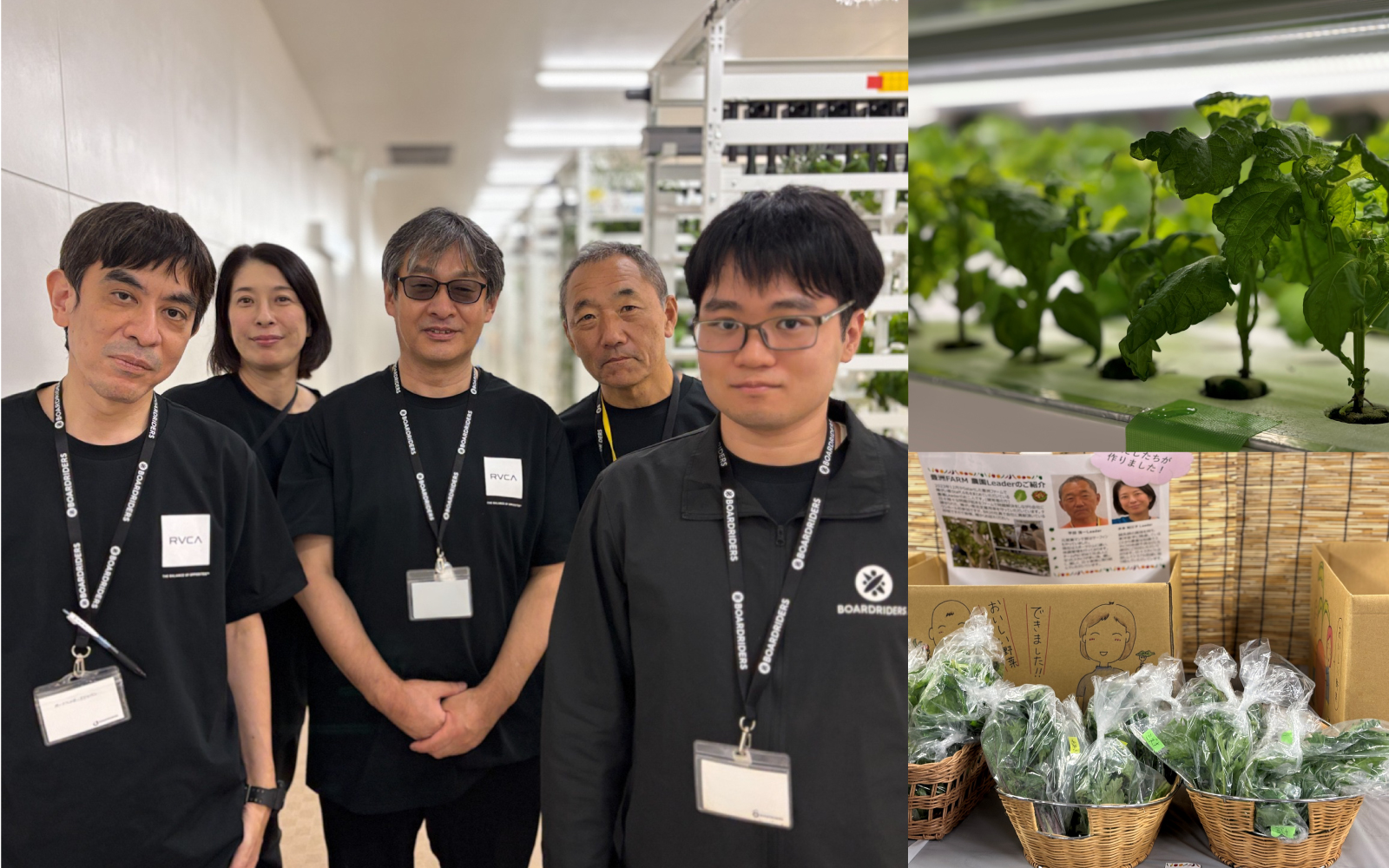 障害者雇用 — ファームでの野菜栽培
